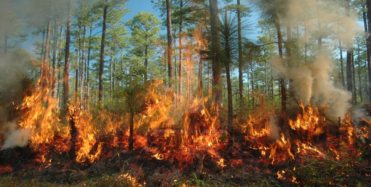 Lahan Gambut di Sumatera Selatan Terbakar Saat Musim Hujan